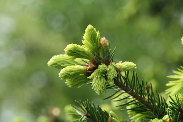 Fir buds
