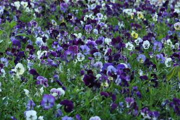 Pansies