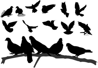 Twelve silhouettes of pigeons