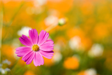 Obraz premium キバナコスモスをバックにピンクのコスモスの花
