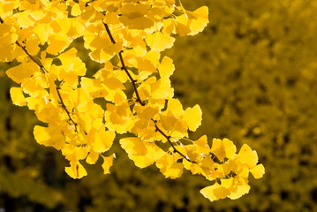 イチョウの黄葉