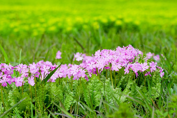 野生の桜草の花