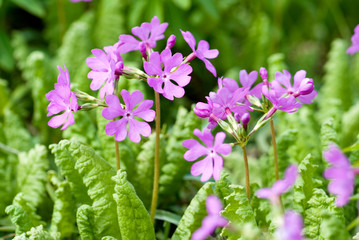 野生の桜草の花