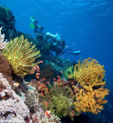 Diver with underwater camera by coral reef