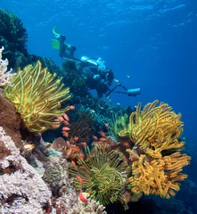 Deurstickers Duiken Duiker met onderwatercamera bij koraalrif