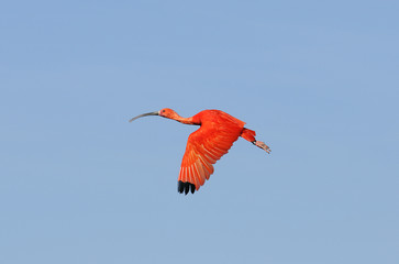 Ibis rouge