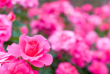 ピンクのバラの花畑