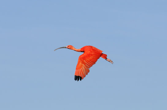 Ibis rouge