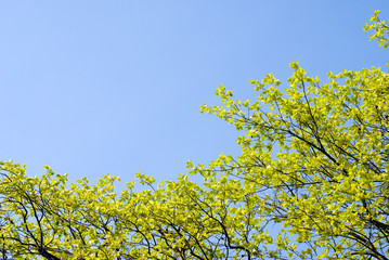 新緑のカキノキの葉と空