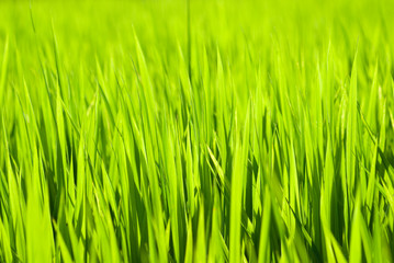 Fototapeta na wymiar 稲の緑の葉
