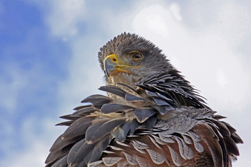 Adler,Eagle