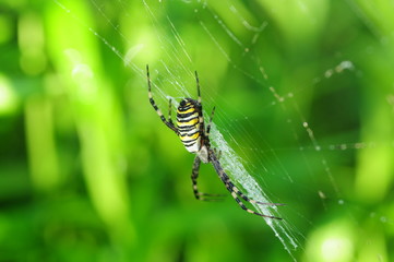 Spinne im Netz