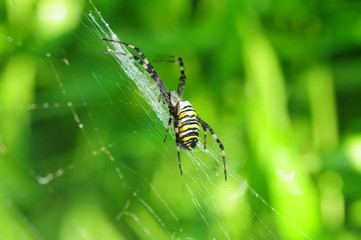 Spinne im Netz
