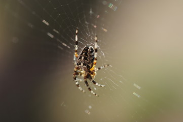Spinne