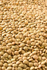 Lentil