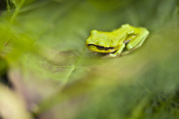 Zielona żabka rzekotka drzewna na trawie