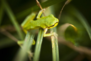 Zielona żabka rzekotka drzewna na trawie