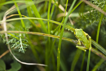 Zielona żabka rzekotka drzewna na trawie