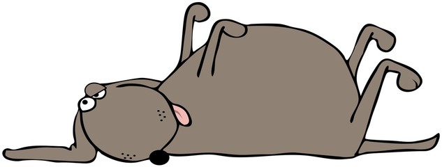 Fototapeta premium Dead Dog