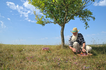 récolte de prunes sous le prunier