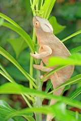 caméléon sur frangipanier