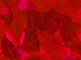 Fall red leaves background
