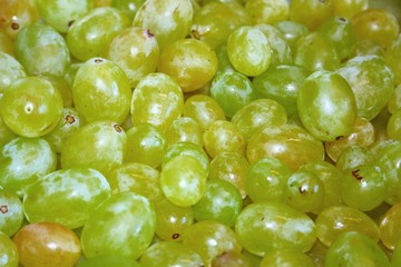 Grüne Trauben (bildfüllend)