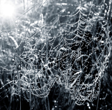 Morning dew on a spider's web