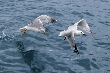active sea gulls seagulls over blue sea ocean