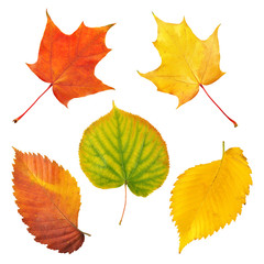 leaves collection isolated on white background