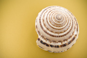 Seashell