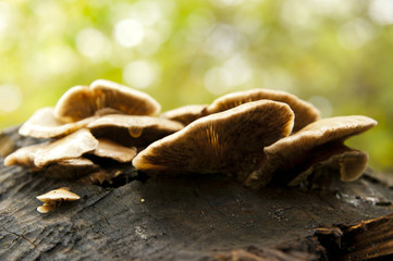 mushroom