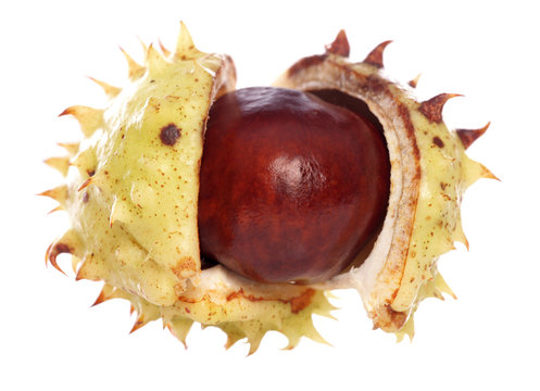 horse-chestnut conker