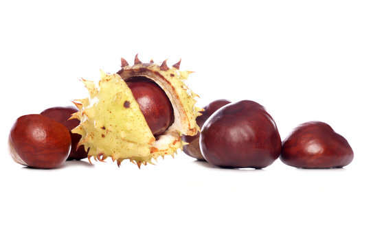 Horse-Chestnut Images – Browse 28,692 Stock Photos, Vectors, and Video ...