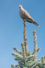 collared dove on top of a silver fir / Streptopelia decaocto