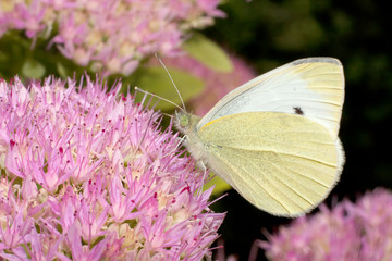 cabbage white, Pieris rapae, nectaring on a pink flower