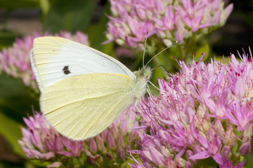 cabbage white, Pieris rapae, nectaring on a pink flower
