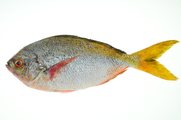 Yellow Tail Fish On White background