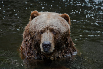 Kodiak bear