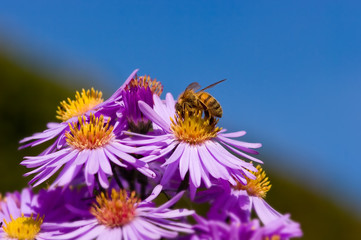 abeille butinant des fleurs