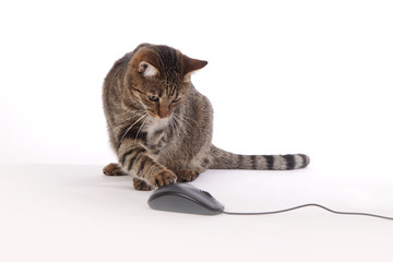 chat attrapant souris d'ordinateur 2