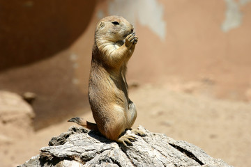 Prairie Dog