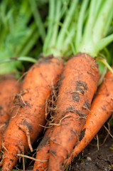 ニンジンのアップ