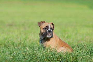 Olde English Bulldog