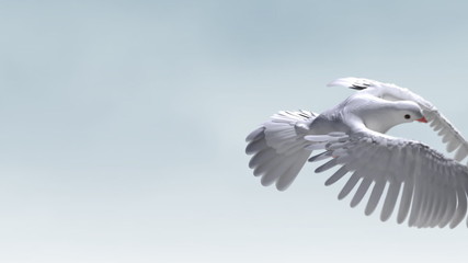 White Dove in Flight