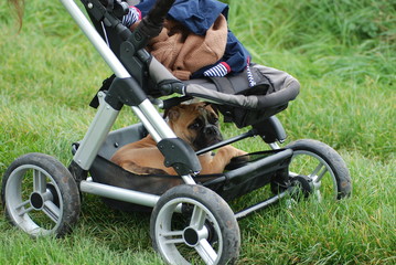 Welpe im kinderwagen