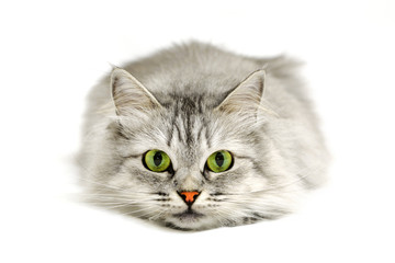 Green eyes cat