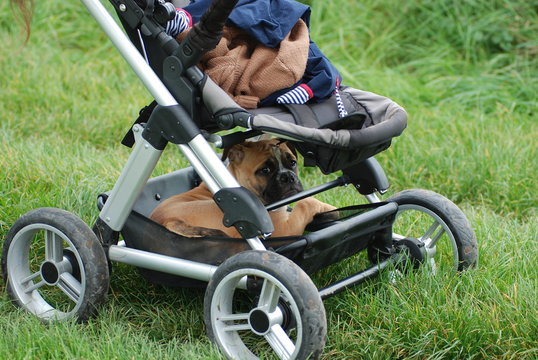 Welpe im kinderwagen