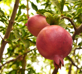 pomegranate close up on tree in a farm garden, Israel