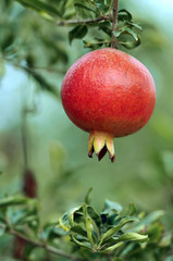 pomegranate close up on tree in a farm garden, Israel